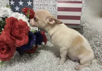 CHICO, a male Chihuahua for sale in Sharon, KS – 5 of 10