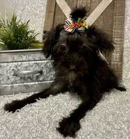 DOTTIE, a female Yorkipoo for sale in Sharon, KS – 3 of 7
