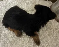 SOPHIE, a female Yorkshire Terrier for sale in Sharon, KS – 4 of 8