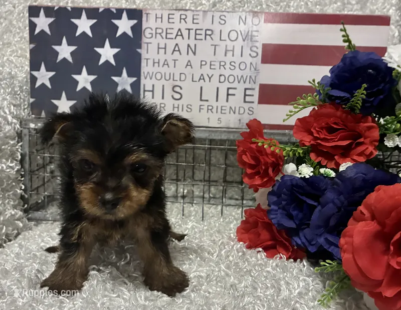RONNIE – Yorkshire Terrier puppy for sale in Sharon, KS