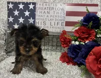 RONNIE, a male Yorkshire Terrier for sale in Sharon, KS – 1 of 7
