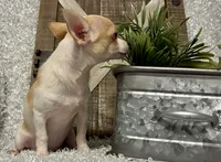 CHICO, a male Chihuahua for sale in Sharon, KS – 7 of 9