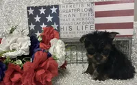 BRUTUS, a male Yorkshire Terrier for sale in Sharon, KS – 6 of 8