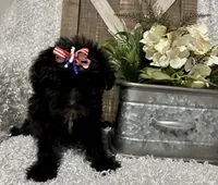 DOTTIE, a female Yorkipoo for sale in Sharon, KS – 5 of 8