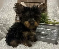 BRUTUS, a male Yorkshire Terrier for sale in Sharon, KS – 6 of 8