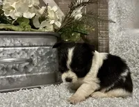 BUCEE', a male Chihuahua for sale in Sharon, KS – 6 of 8