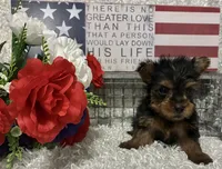 RONNIE, a male Yorkshire Terrier for sale in Sharon, KS – 5 of 7