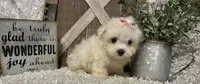 ANNA, a female Maltese for sale in Sharon, KS – 7 of 8