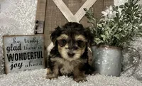 MAX, a male Morkie for sale in Sharon, KS – 6 of 7