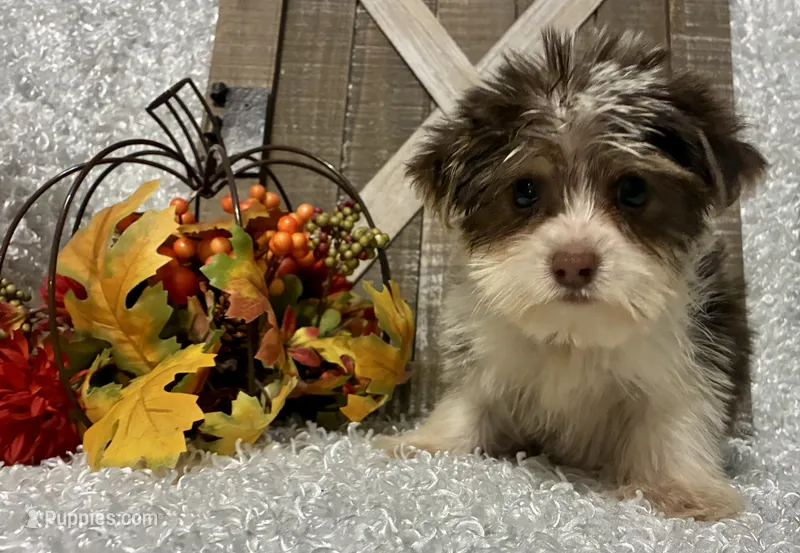 BUSCUIT – Yorkshire Terrier puppy for sale in Sharon, KS