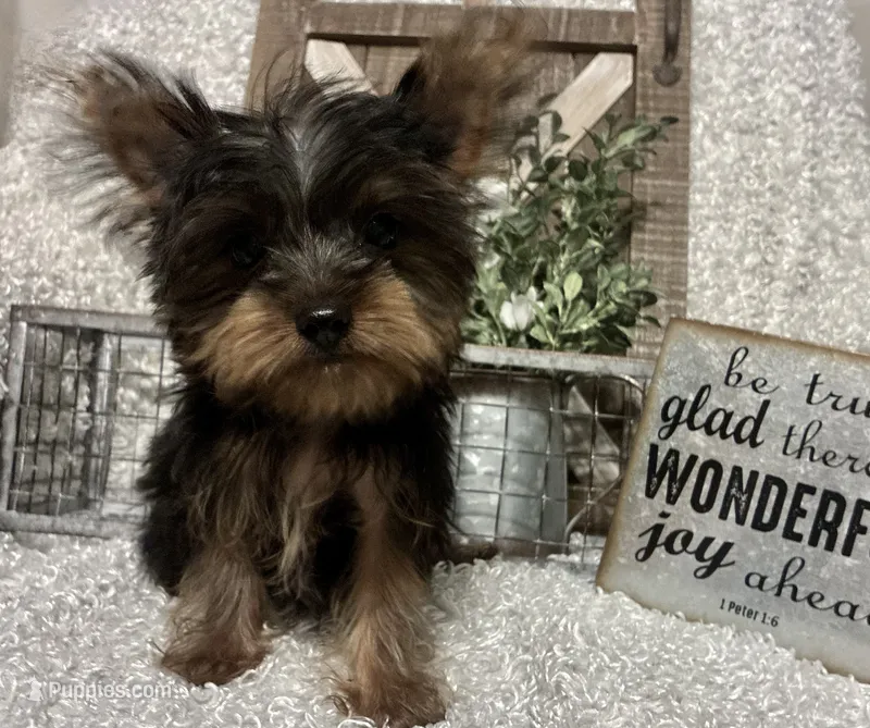 BRUTUS – Yorkshire Terrier puppy for sale in Sharon, KS