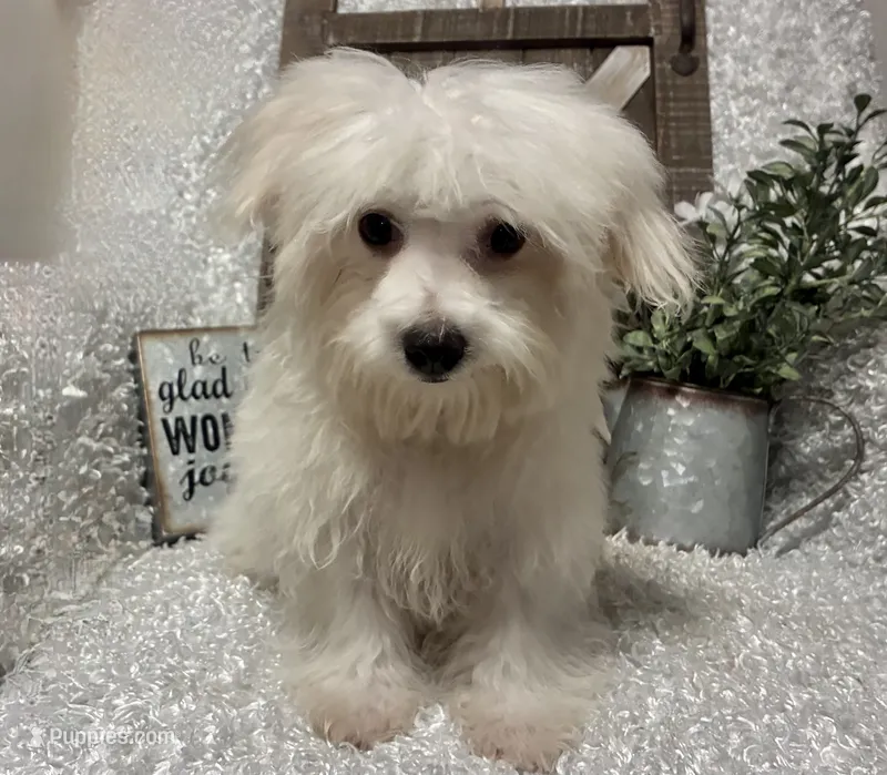 OLLIE – Maltese puppy for sale in Sharon, KS