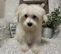 OLLIE, a male Maltese for sale in Sharon, KS – 1 of 8