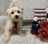 RALPHIE, a male Maltese for sale in Sharon, KS – 8 of 10