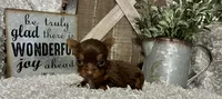TINY TAMMY, a female Yorkshire Terrier for sale in Sharon, KS – 7 of 8