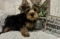 RUFUS, a male Yorkshire Terrier for sale in Sharon, KS – 3 of 10