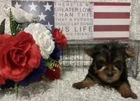 RUFUS, a male Yorkshire Terrier for sale in Sharon, KS – 6 of 10
