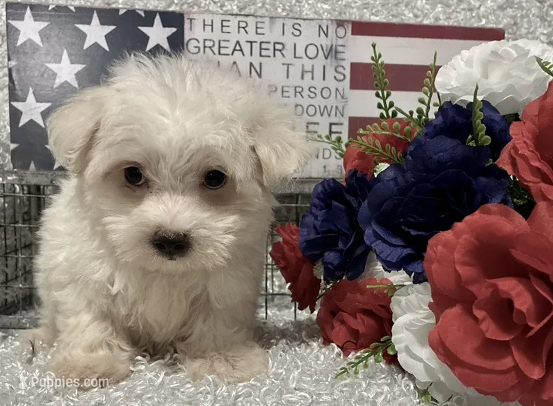 OLLIE – Maltese puppy for sale in Sharon, KS