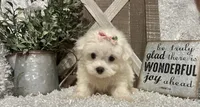 ANNA, a female Maltese for sale in Sharon, KS – 5 of 8