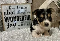 TOOTSIE, a female Yorkshire Terrier for sale in Sharon, KS – 2 of 9