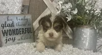 BUSCUIT, a male Yorkshire Terrier for sale in Sharon, KS – 9 of 9