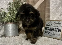 KING CHARLIE, a male Yorkipoo for sale in Sharon, KS – 8 of 8