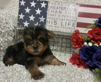 RUFUS, a male Yorkshire Terrier for sale in Sharon, KS – 5 of 10