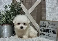 ANDY, a male Maltese for sale in Sharon, KS – 3 of 8