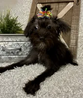 DOTTIE, a female Yorkipoo for sale in Sharon, KS – 6 of 7