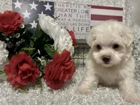 OLLIE, a male Maltese for sale in Sharon, KS – 7 of 8