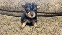 RUFUS, a male Yorkshire Terrier for sale in Sharon, KS – 10 of 10