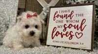 ANNIE, a female Maltese for sale in Sharon, KS – Photo 9 of 10