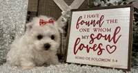 ANNIE, a female Maltese for sale in Sharon, KS – Photo 3 of 10