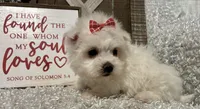ANNIE, a female Maltese for sale in Sharon, KS – Photo 7 of 10