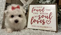 ANNIE, a female Maltese for sale in Sharon, KS – Photo 4 of 10