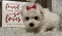 ANNIE, a female Maltese for sale in Sharon, KS – Photo 8 of 10