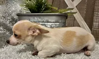 CHICO, a male Chihuahua for sale in Sharon, KS – 2 of 9