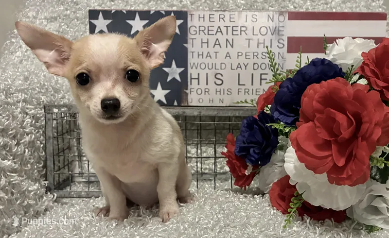 CHICO – Chihuahua puppy for sale in Sharon, KS