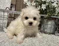 ANDY, a male Maltese for sale in Sharon, KS – Photo 3 of 8