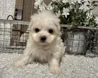 ANDY, a male Maltese for sale in Sharon, KS – Photo 1 of 8
