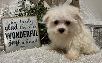 ANDY, a male Maltese for sale in Sharon, KS – 7 of 9