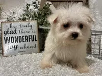 ANDY, a male Maltese for sale in Sharon, KS – 4 of 9