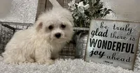 ANDY, a male Maltese for sale in Sharon, KS – 9 of 9