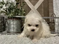 ANDY, a male Maltese for sale in Sharon, KS – Photo 8 of 8