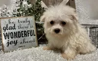 ANDY, a male Maltese for sale in Sharon, KS – 2 of 9