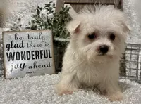 ANDY, a male Maltese for sale in Sharon, KS – 6 of 9
