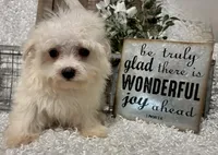 ANDY, a male Maltese for sale in Sharon, KS – 3 of 9