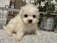 ANDY, a male Maltese for sale in Sharon, KS – Photo 7 of 8