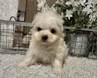 ANDY, a male Maltese for sale in Sharon, KS – Photo 5 of 8