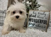 ANDY, a male Maltese for sale in Sharon, KS – 8 of 9